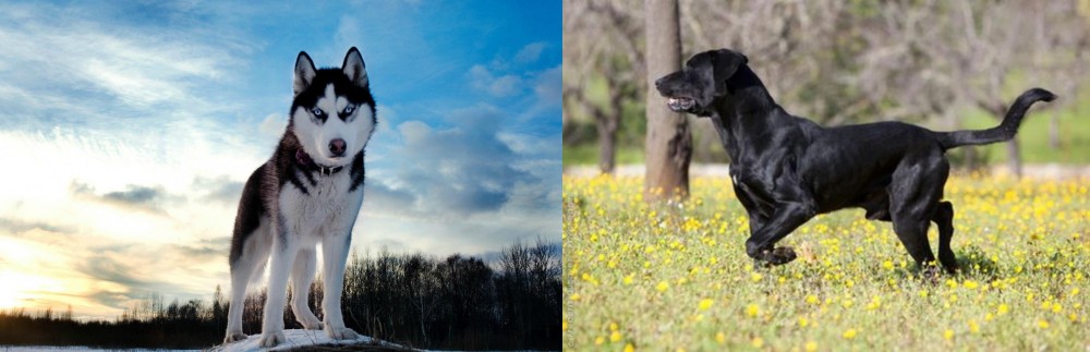 Perro de Pastor Mallorquin vs Alaskan Husky - Breed Comparison