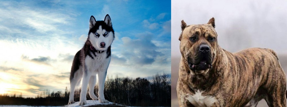 Perro de Presa Canario vs Alaskan Husky - Breed Comparison