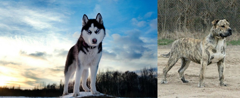 Perro de Presa Mallorquin vs Alaskan Husky - Breed Comparison