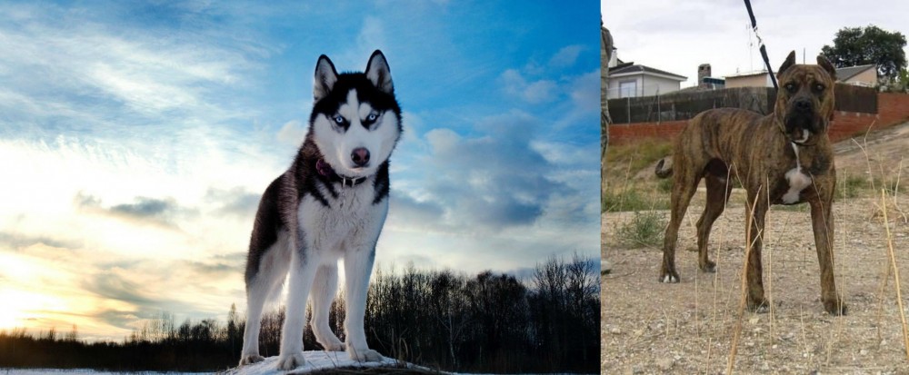Perro de Toro vs Alaskan Husky - Breed Comparison