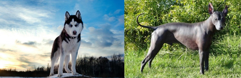 Peruvian Hairless vs Alaskan Husky - Breed Comparison