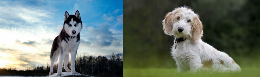 Petit Basset Griffon Vendeen vs Alaskan Husky - Breed Comparison