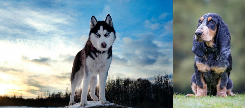 Petit Bleu de Gascogne vs Alaskan Husky - Breed Comparison
