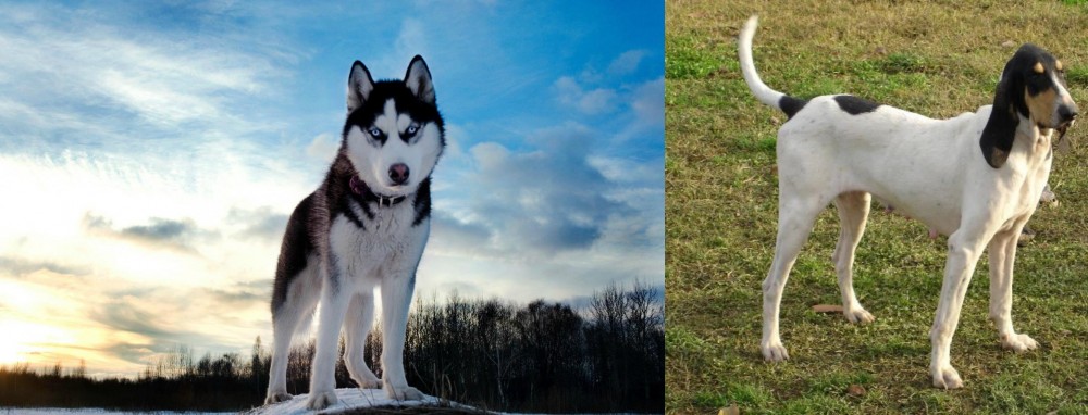 Petit Gascon Saintongeois vs Alaskan Husky - Breed Comparison