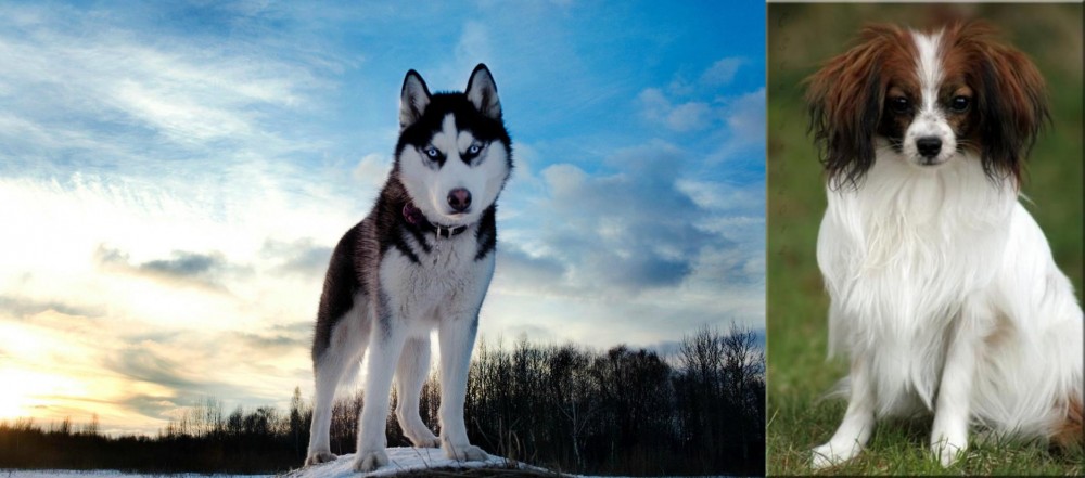 Phalene vs Alaskan Husky - Breed Comparison