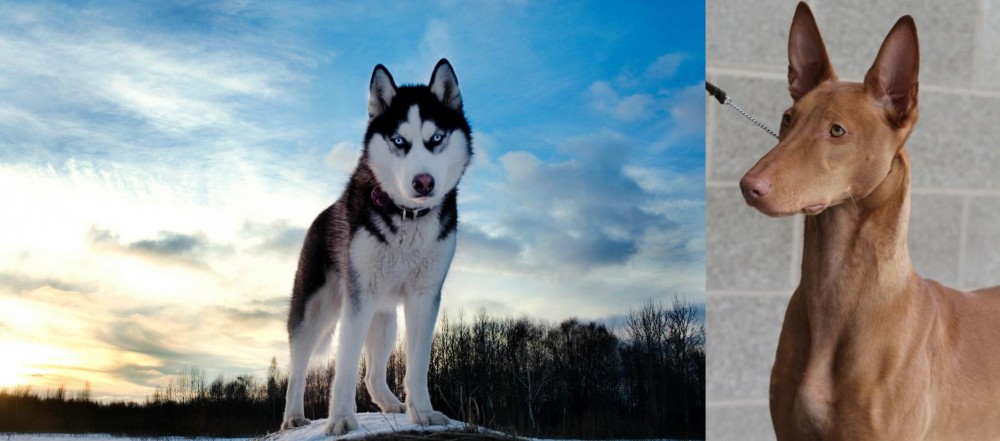 Pharaoh Hound vs Alaskan Husky - Breed Comparison