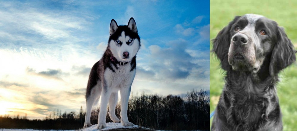 Picardy Spaniel vs Alaskan Husky - Breed Comparison