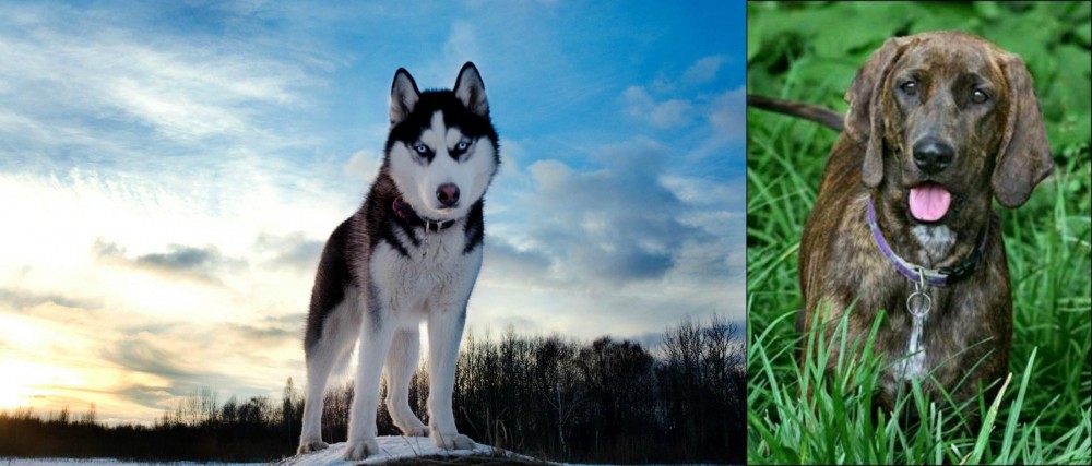 Plott Hound vs Alaskan Husky - Breed Comparison