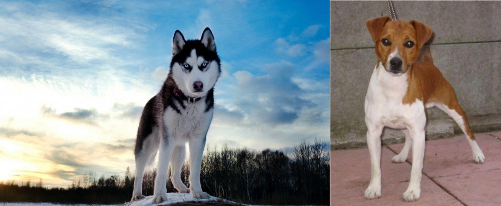 Plummer Terrier vs Alaskan Husky - Breed Comparison