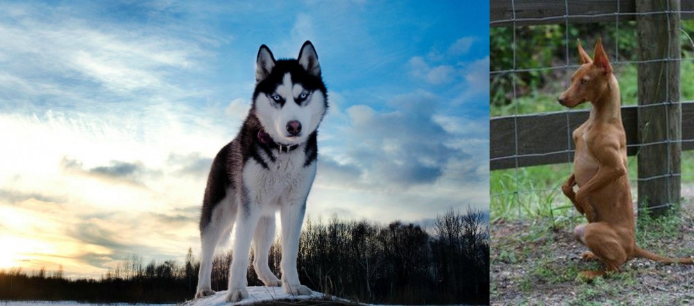 Podenco Andaluz vs Alaskan Husky - Breed Comparison