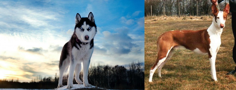 Podenco Canario vs Alaskan Husky - Breed Comparison