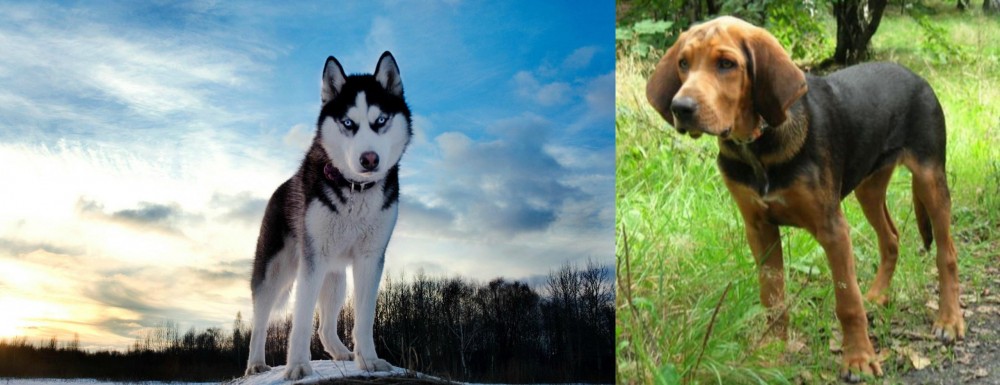 Polish Hound vs Alaskan Husky - Breed Comparison