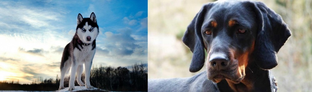 Polish Hunting Dog vs Alaskan Husky - Breed Comparison