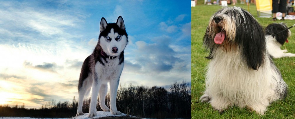 Polish Lowland Sheepdog vs Alaskan Husky - Breed Comparison