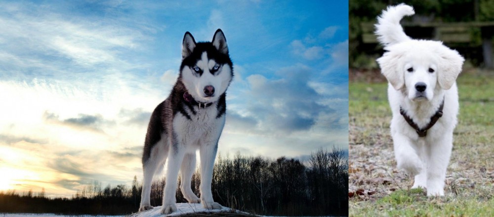 Polish Tatra Sheepdog vs Alaskan Husky - Breed Comparison