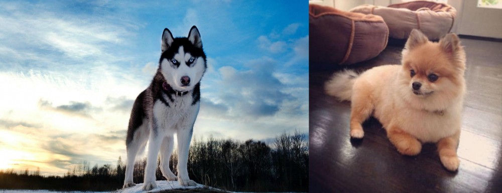 Pomeranian vs Alaskan Husky - Breed Comparison