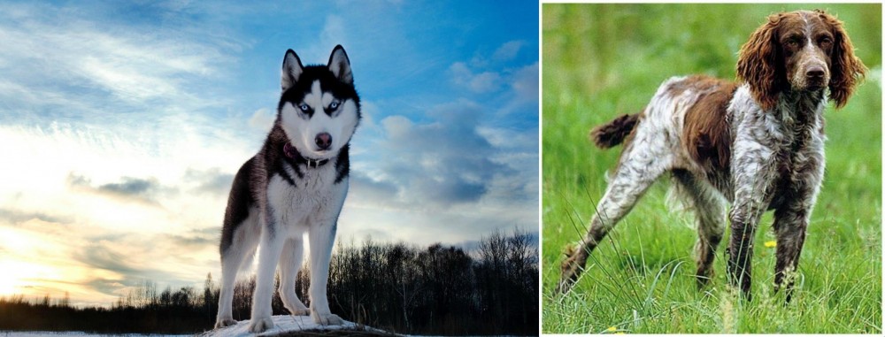 Pont-Audemer Spaniel vs Alaskan Husky - Breed Comparison