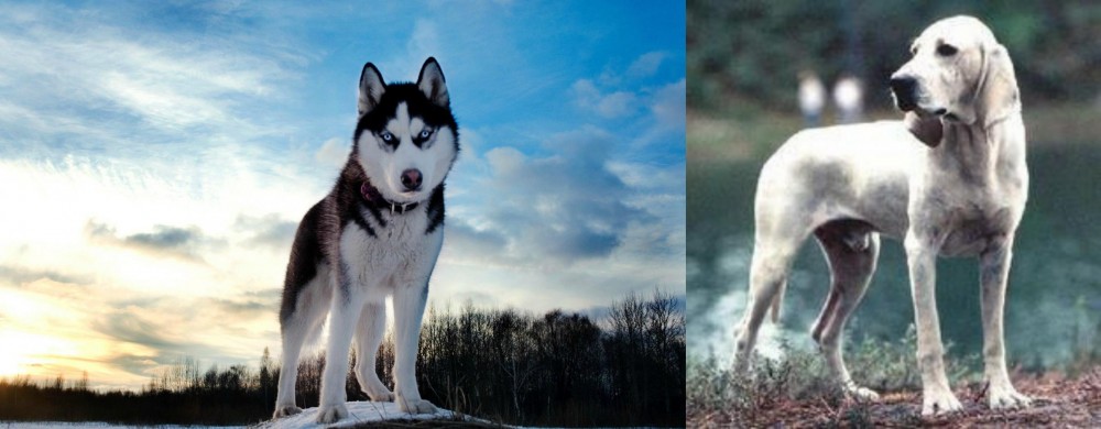 Porcelaine vs Alaskan Husky - Breed Comparison
