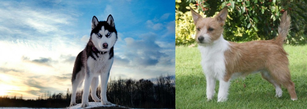 Portuguese Podengo vs Alaskan Husky - Breed Comparison