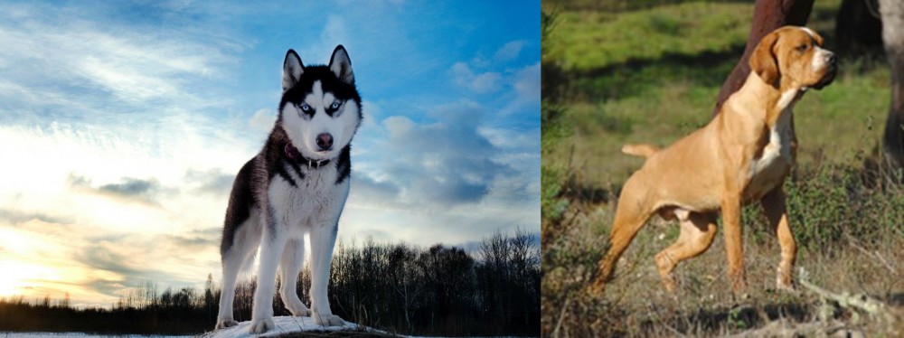 Portuguese Pointer vs Alaskan Husky - Breed Comparison