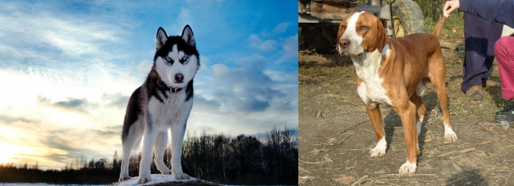 Posavac Hound vs Alaskan Husky - Breed Comparison
