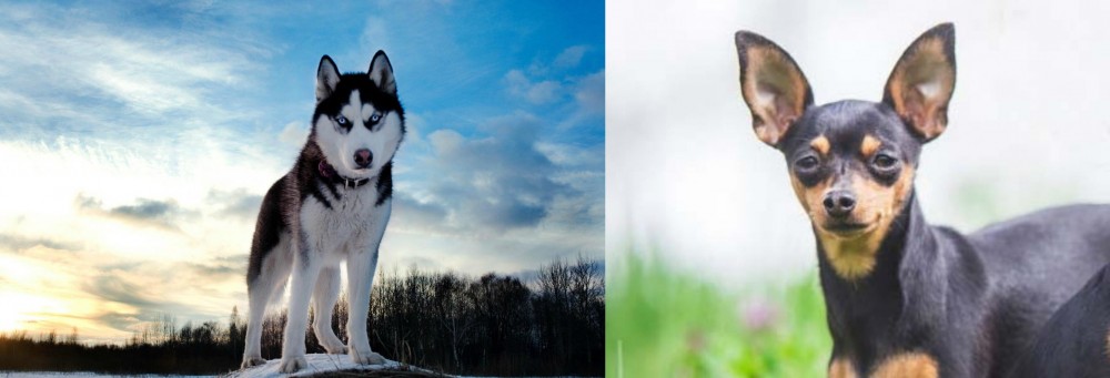 Prazsky Krysarik vs Alaskan Husky - Breed Comparison