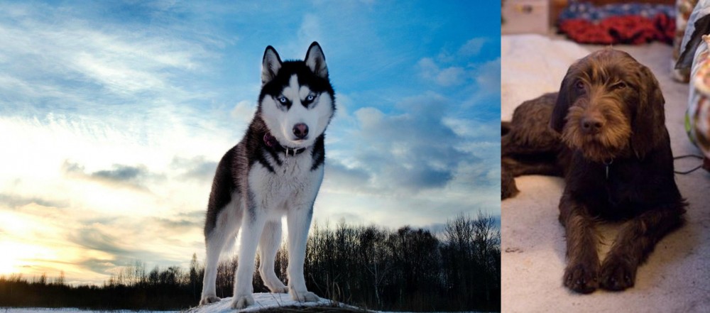 Pudelpointer vs Alaskan Husky - Breed Comparison