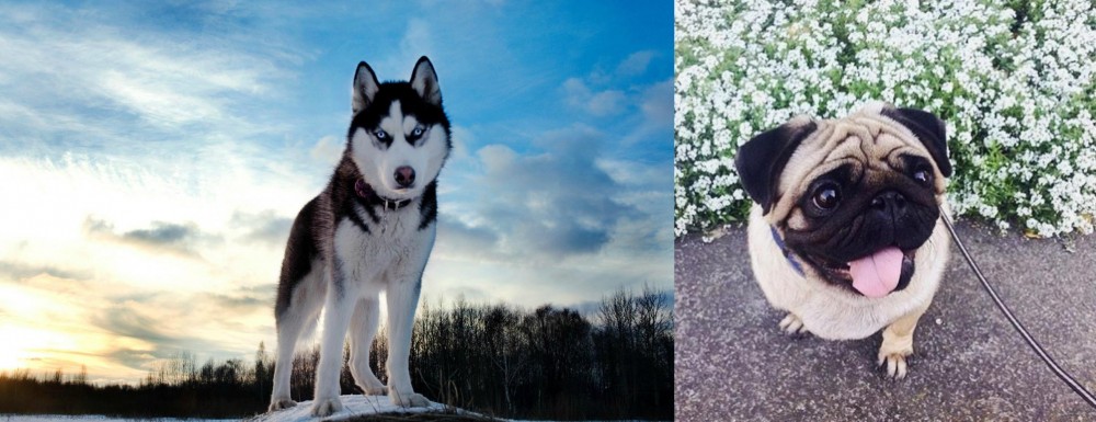Pug vs Alaskan Husky - Breed Comparison