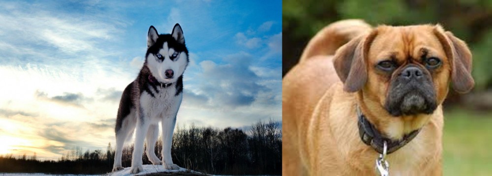 Pugalier vs Alaskan Husky - Breed Comparison