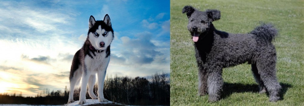 Pumi vs Alaskan Husky - Breed Comparison