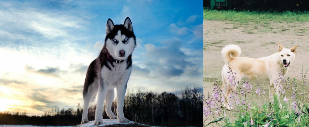 Pungsan Dog vs Alaskan Husky - Breed Comparison