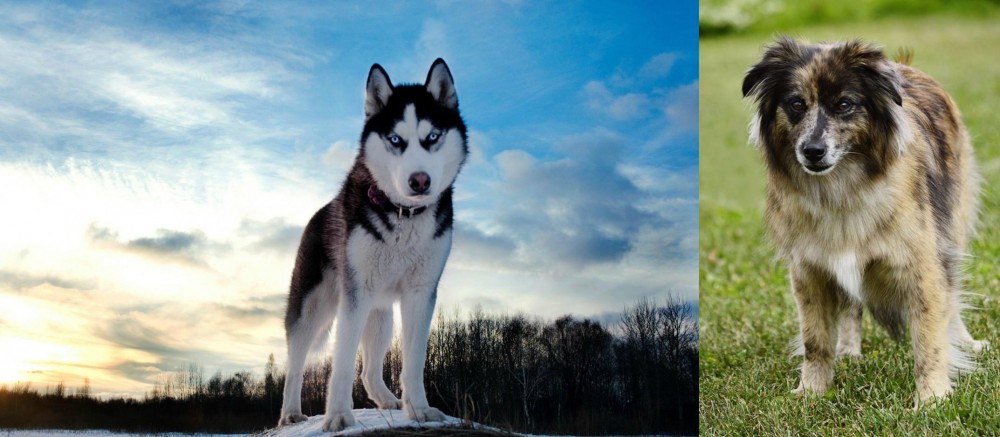 Pyrenean Shepherd vs Alaskan Husky - Breed Comparison