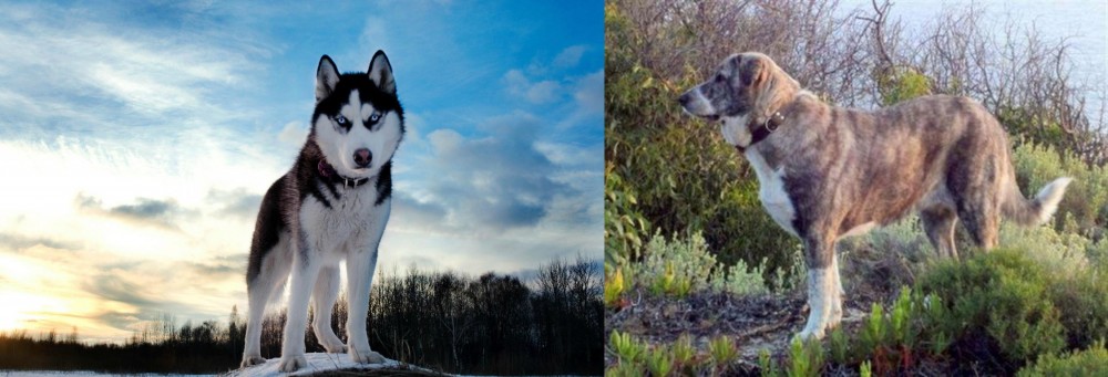 Rafeiro do Alentejo vs Alaskan Husky - Breed Comparison