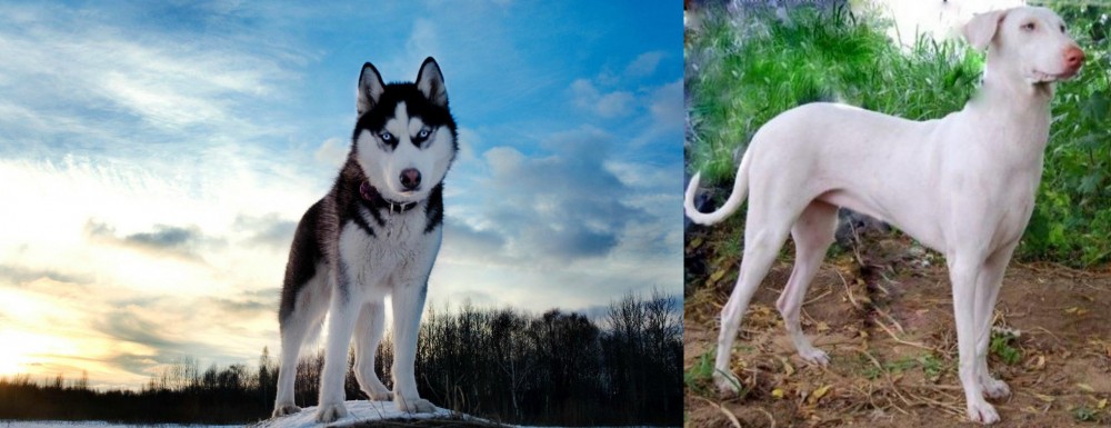 Rajapalayam vs Alaskan Husky - Breed Comparison