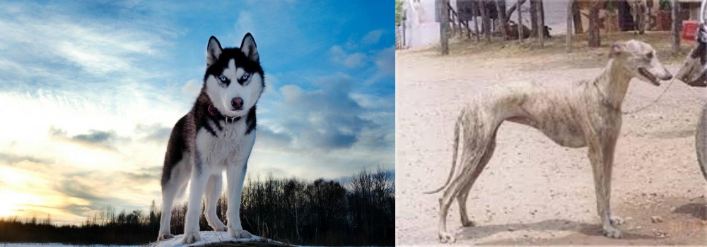 Rampur Greyhound vs Alaskan Husky - Breed Comparison