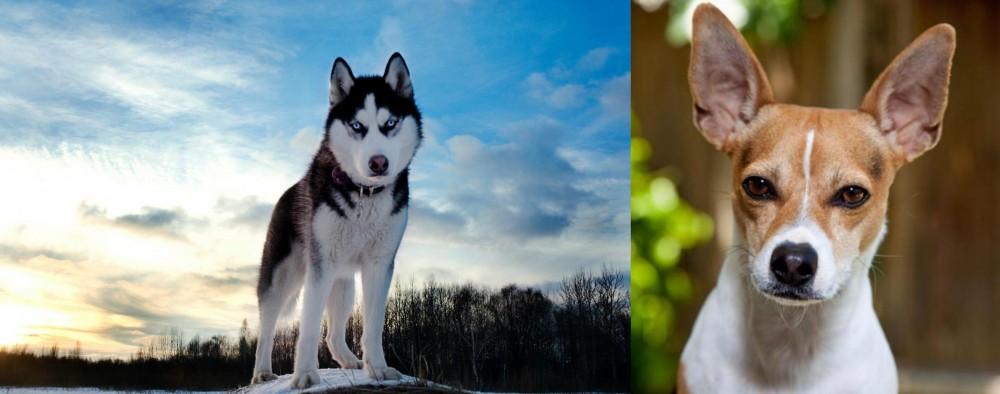 Rat Terrier vs Alaskan Husky - Breed Comparison