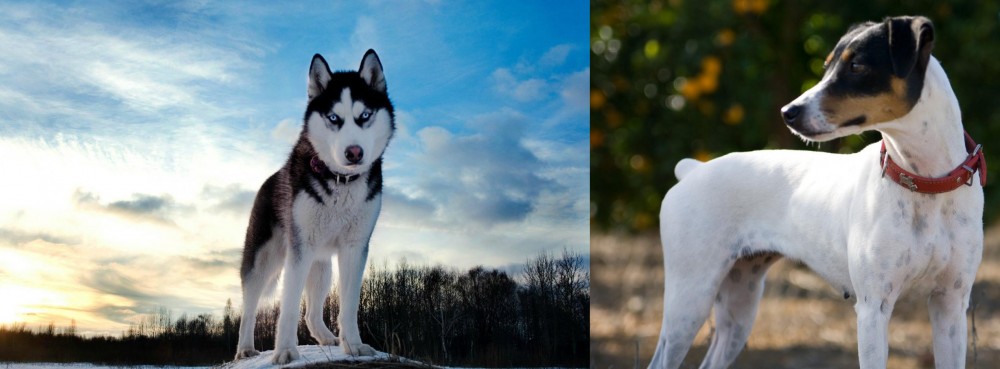 Ratonero Bodeguero Andaluz vs Alaskan Husky - Breed Comparison