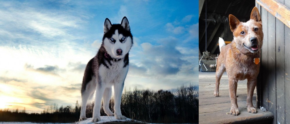 Red Heeler vs Alaskan Husky - Breed Comparison