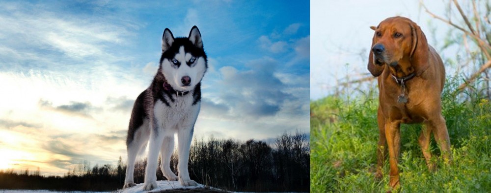 Redbone Coonhound vs Alaskan Husky - Breed Comparison