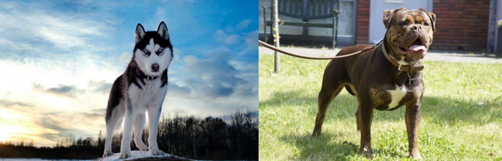 Renascence Bulldogge vs Alaskan Husky - Breed Comparison