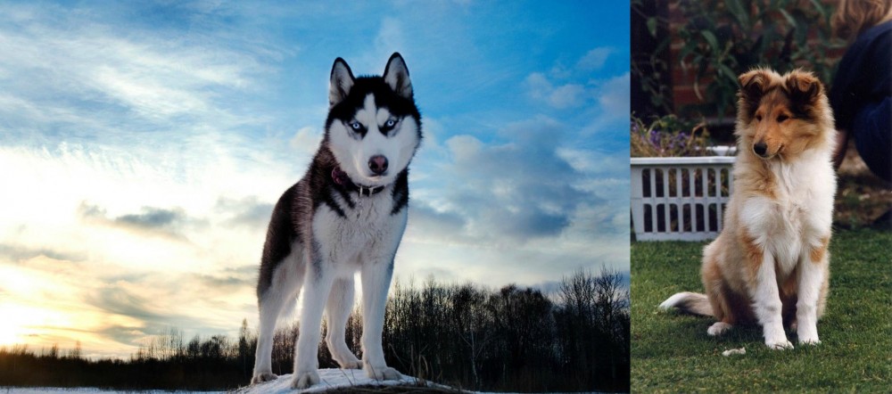 Rough Collie vs Alaskan Husky - Breed Comparison