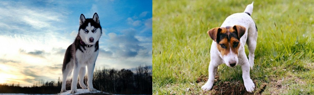 Russell Terrier vs Alaskan Husky - Breed Comparison