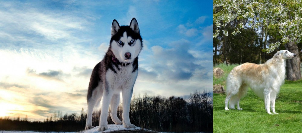 Russian Hound vs Alaskan Husky - Breed Comparison