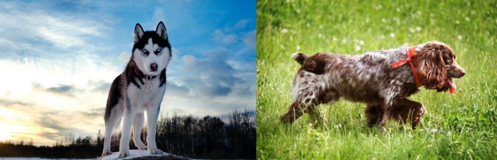 Russian Spaniel vs Alaskan Husky - Breed Comparison
