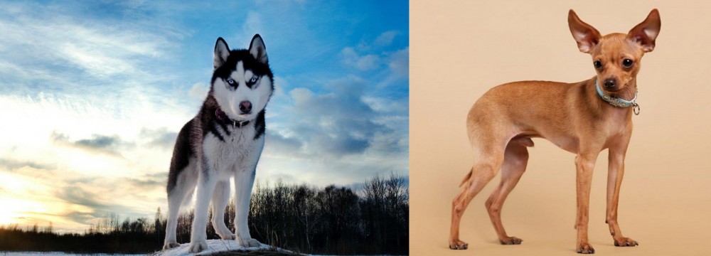 Russian Toy Terrier vs Alaskan Husky - Breed Comparison