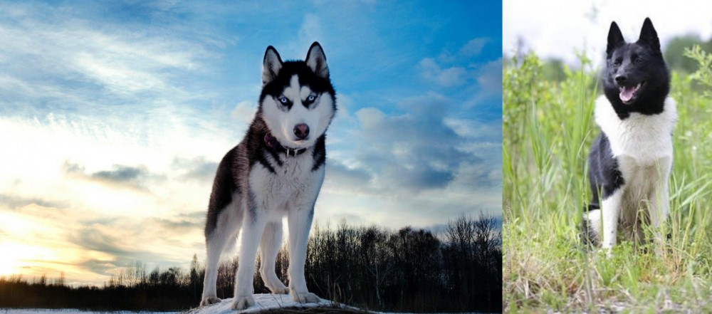 Russo-European Laika vs Alaskan Husky - Breed Comparison