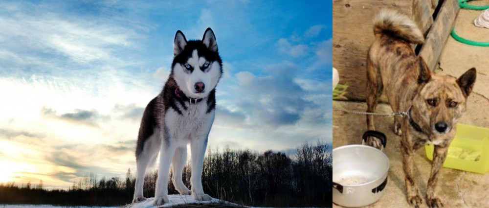 Ryukyu Inu vs Alaskan Husky - Breed Comparison
