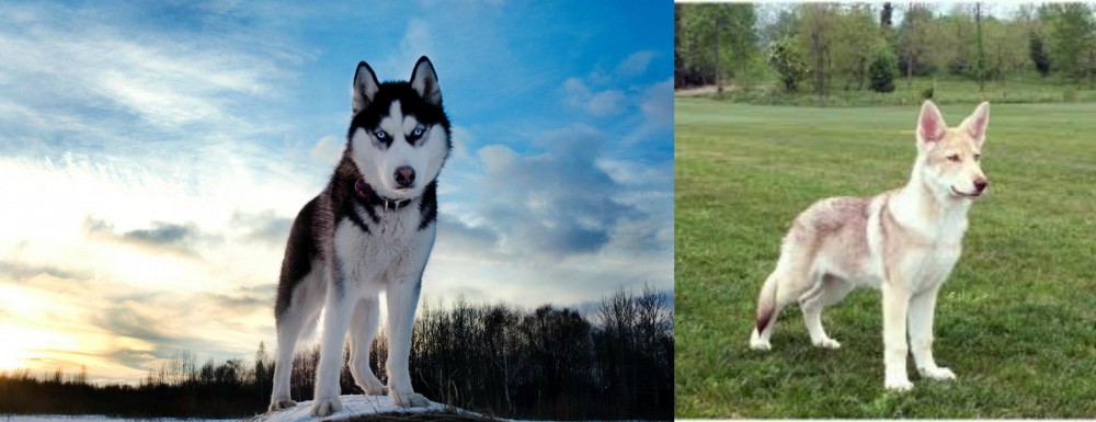 Saarlooswolfhond vs Alaskan Husky - Breed Comparison