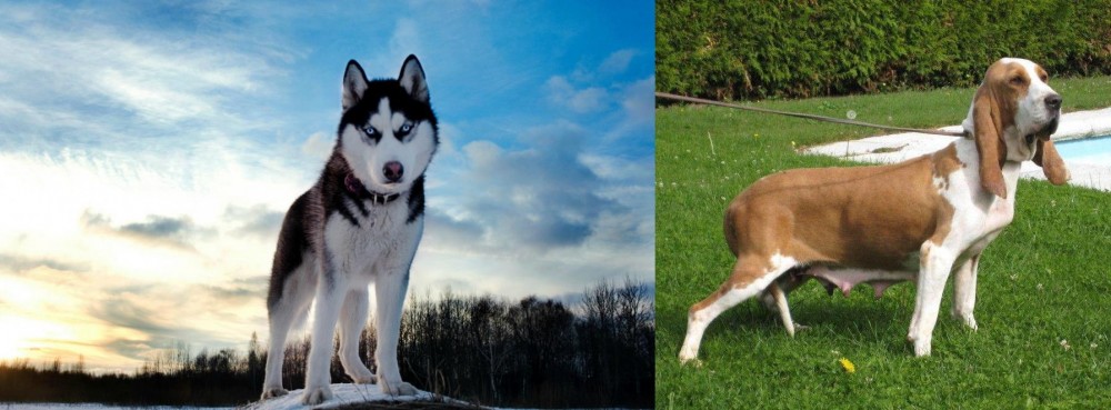 Sabueso Espanol vs Alaskan Husky - Breed Comparison