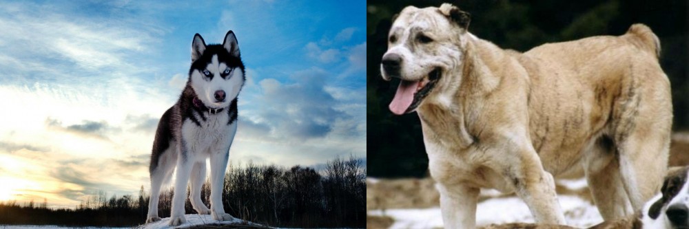 Sage Koochee vs Alaskan Husky - Breed Comparison